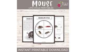 Life Cycle of a Mouse Worksheet | Animal Science Unit Study fun facts