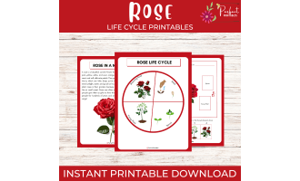 Life Cycle of a Rose – Flowering Plant Unit Study