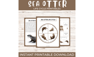 Life Cycle of a Sea Otter | Ocean Animal/Marine Unit Study & Fun Facts