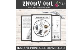 Life Cycle of a Snowy Owl Worksheet- Winter Animal Science Unit Study