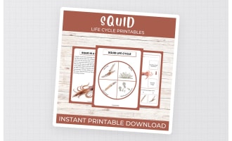 Life Cycle of a Squid Worksheet | Ocean Animal/Marine Unit Study