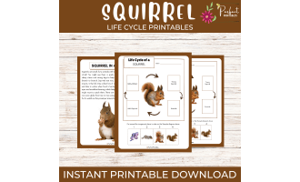 Life Cycle of a Squirrel Worksheet- Animal Science Unit Study