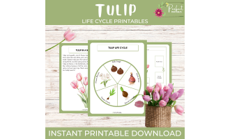 Life Cycle of a Tulip Worksheet - Flowering Plant Science Unit Study