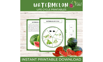 Life Cycle of a Watermelon Worksheet | Plants & Fruits Unit Study