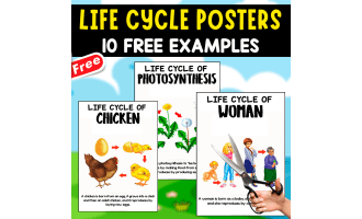 LIFE CYCLE POSTERS | 10 EXAMPLES