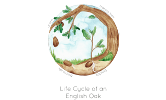 Lifecycle of an Oak Tree Printable Poster