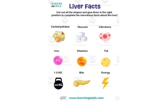 Liver Activity
