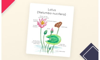 Lotus Plant Anatomy Printable Poster