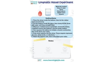 Lymphatic Vessel Activity