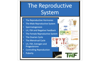 Male and Female Reproductive Systems - Senior Biology lesson