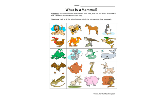 Mammal Classification Worksheet – Picture Sort