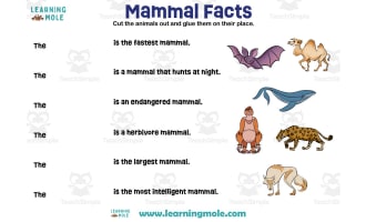 Mammals Activity – Animals Around the World