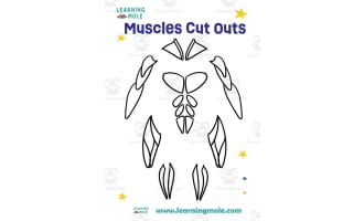 Muscles Activity