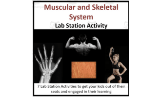 Muscular and Skeletal System – Lab Station Activity