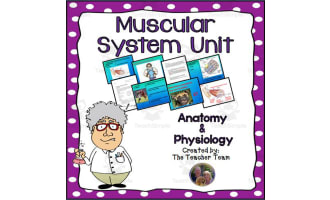 Muscular System Unit