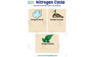 Nitrogen Cycle Activity