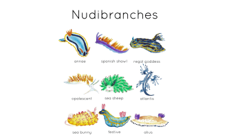Nudibranch Flashcards