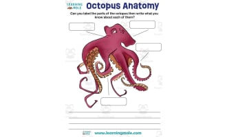 Octopus Activity