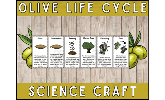 Olive Tree Life Cycle Craft Foldable Science Cut and Paste Activity