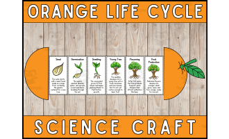 Orange Life Cycle Craft Foldable Science Cut and Paste Activity