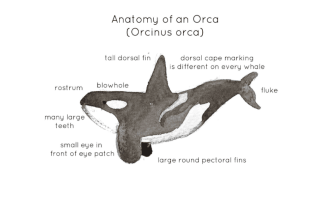 Orca Anatomy Printable Poster