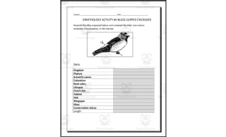 Ornithology: Black-Capped Chickadee - Research Project