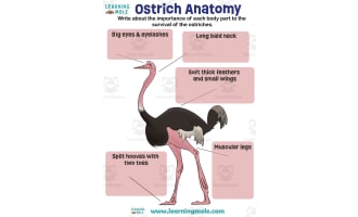 Ostrich Activity – Animal Diagram and Labeling