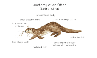 Otter Anatomy Printable Poster