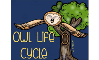 Owl Life Cycle | Interactive Reading Packet