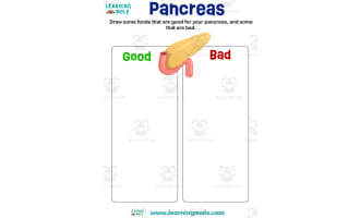 Pancreas Activity