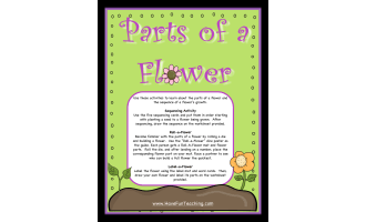 Parts of a Flower Activity