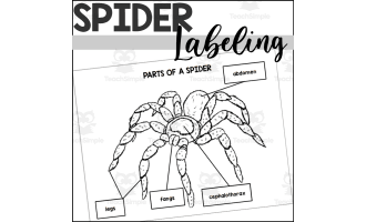 Parts of a Spider: Labeling a Spider