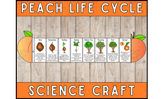 Peach Life Cycle Craft Foldable Science Cut and Paste Activity