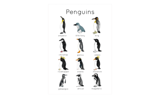 Penguin Flashcards