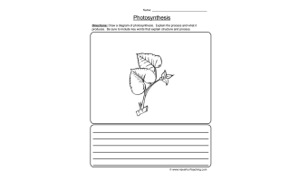 Photosynthesis Diagram Worksheet