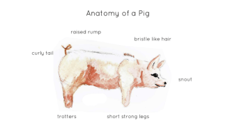 Pig Anatomy Interactive Printable Poster
