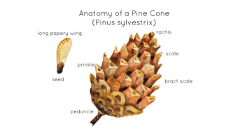 Pine Cone Anatomy Interactive Printable Poster