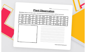 Plant Observation Worksheet