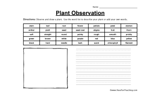 Plant Observation Worksheet