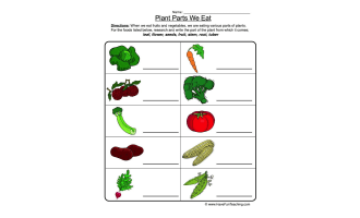 Plant Parts We Eat Worksheet