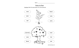 Flower Parts of a Plant Worksheet by Teach Simple