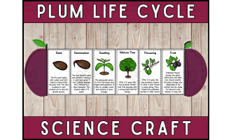 Plum Life Cycle Craft Foldable Science Cut and Paste Activity