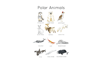 Polar Animals Flashcards