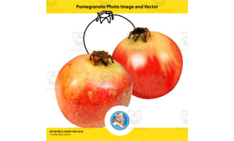 Pomegranate Photo Image and Vector
