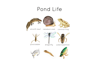 Pond Life Animal Flashcards – Nature Vocabulary Set