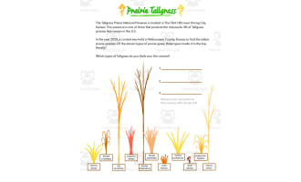 Prairie Tallgrass Math Worksheet