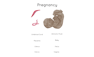 Pregnancy Labelling Poster & Activity | Baby Poster | Printable Human Anatomy Poster