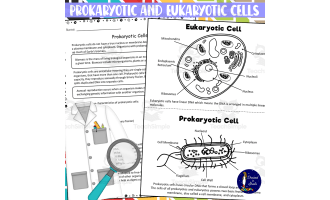Prokaryotic and Eukaryotic Cells Worksheets