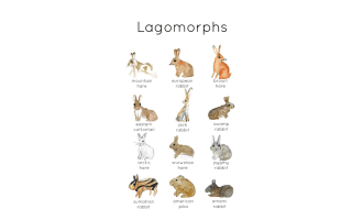 Rabbit & Lagomorph | European Rabbit Resources | Easter Bunny
