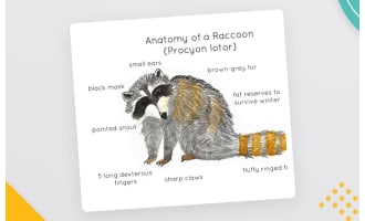 Raccoon Anatomy Poster – Watercolor Life Cycle